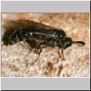 Psenulus sp - Grabwespe 04c 8-9mm mit Blattlaus.jpg